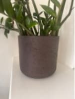 Plant Pot