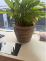 Plant Pot